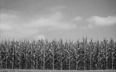 Celebrating Over 100 Years of Research from The Knorr-Holden Corn Plot